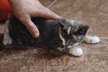 Hand and Cat on the floor in the interior