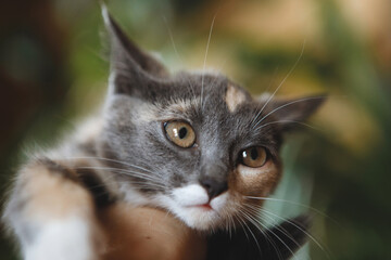 Tricolor kitten in the hands of a man.