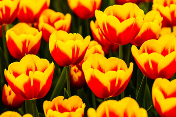 Tulip FlowerPower