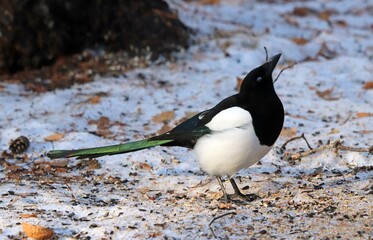 magpie in the forest