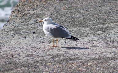 seagull on the beach