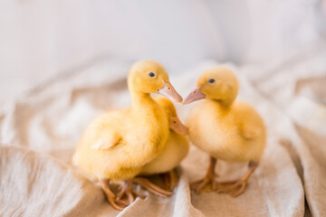 Three yellow ducklings sitting in a straw basket with hay. Easter concept.