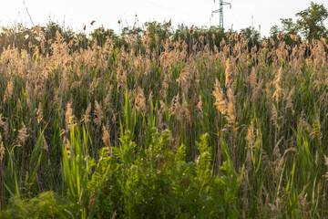 Dry grass reed grass against the sunset. Spring background