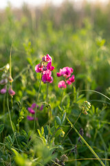 Summer lilac flowers of sweet peas flower growing wild on sunset.