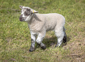 Naklejka na ściany i meble Newly born Romney Marsh lamb in the spring, Kent, England