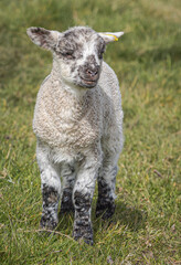 Newly born Romney Marsh lamb in the spring, Kent, England