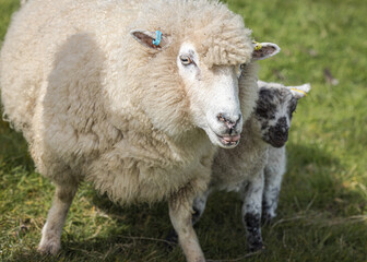 Fototapeta premium Romney Marsh sheep and newly born lamb in the spring, Kent, England