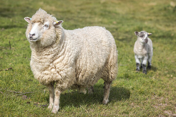 Romney Marsh sheep and newly born lamb in the spring, Kent, England