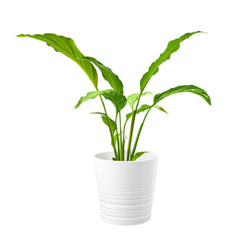 Green Plant In Pot Cut Out On White Background. Home Interior Design.