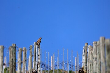 Buzzard 