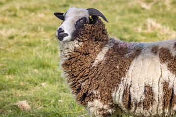Jacob sheep