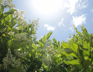 cielo, verde, plantas, fondo, naturaleza, hojas, flores blancas, 