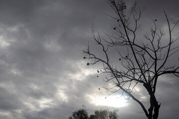 Backlit photography of a tree isolated in a cloudy day, natural landscape. Sepia color.
