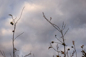 Photography of a lemon tree with lemons.