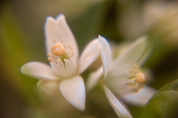 Photography of the orange flower bud in tree. Macro.