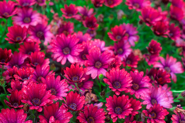 Photography of African daisies, with drops of water, pink color in a garden.