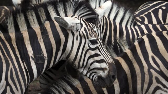 Zebras in the wild on the African continent on the island of Mauritius, wildlife and zebra's close-up