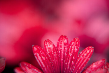 Macro photography of an pink African daisy in a garden with drops of water in a rainy day.