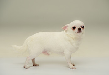 a white chihuahua dog stands in profile with his body and looks at the camera with his ears up and down on a light background in the studio