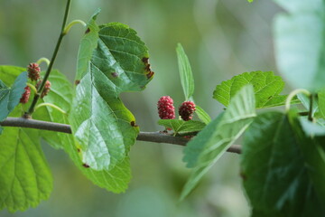 Moras, Plantas, Naturaleza, Verde, fruta, fondo, comida, 