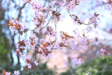 Selective focus of beautiful branches of pink cherry blossoms on the tree under blue sky, in spring season in the park, Flora texture pattern, Nature floral background.