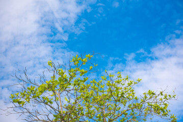 Branch with green leaves hanging from the tree with copy space for design.