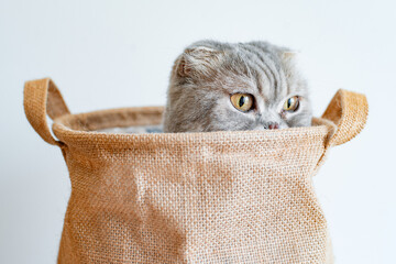 striped gray mischievous kitten tricky looks out of the bag with its eyes on a white background.