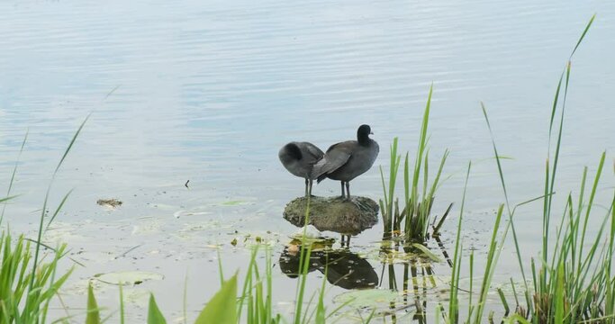 two black coot birds with a white beak stand on a stone near the river bank among green reeds and clean their wings. Daytime, wide shot