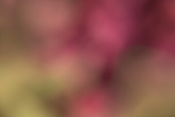 Photography of a gradient color with bokeh effect. Abstract.