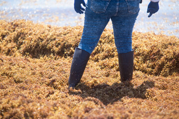Detail of the legs of a Mexican woman with boots and gloves immersed in sargassum on the shore of the Caribbean Sea