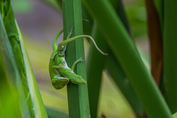 green lizard on a leaf