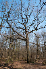 Chêne pédonculé, quercus robur, hiver, forêt domaniale de Sénart, 91, Essonne