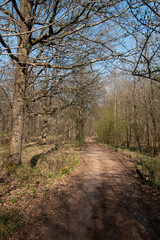 Naklejka premium Chêne pédonculé, quercus robur, hiver, forêt domaniale de Sénart, 91, Essonne