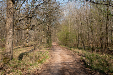 Obraz premium Chêne pédonculé, quercus robur, hiver, forêt domaniale de Sénart, 91, Essonne