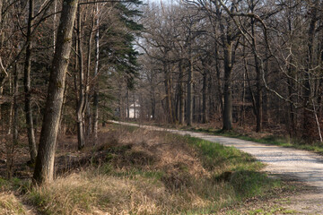 Naklejka premium Chêne pédonculé, quercus robur, hiver, forêt domaniale de Sénart, 91, Essonne