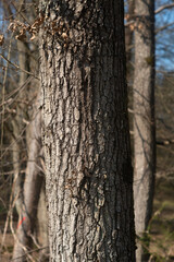 Chêne pédonculé, quercus robur, hiver, forêt domaniale de Sénart, 91, Essonne