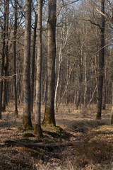 Chêne pédonculé, quercus robur, hiver, forêt domaniale de Sénart, 91, Essonne