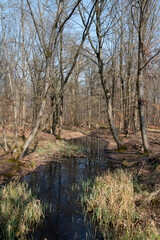 Mare, Chêne pédonculé, quercus robur, hiver, forêt domaniale de Sénart, 91, Essonne