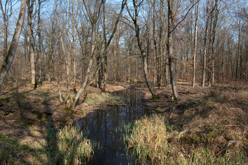Obraz premium Mare, Chêne pédonculé, quercus robur, hiver, forêt domaniale de Sénart, 91, Essonne