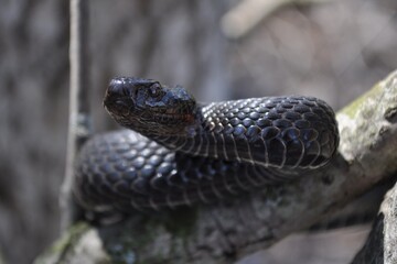 Obraz premium snake in the garden
