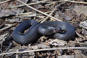 snake on the ground