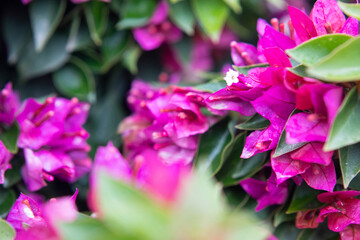 Photography of bougainvillea plant with pink flowers in a garden.
