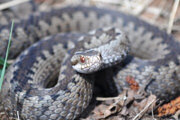 close up of a snake