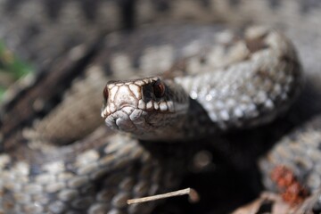 snake in the grass