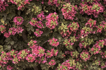Fototapeta na wymiar Photography of bougainvillea plant with pink flowers in a garden.