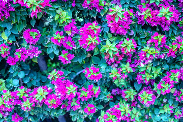 Photography of bougainvillea plant with pink flowers in a garden.