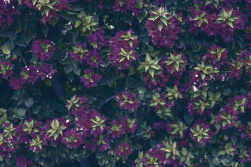 Photography of bougainvillea plant with dark fuchsia flowers in a garden.