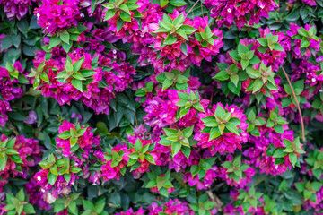 Photography of bougainvillea plant with pink flowers in a garden.