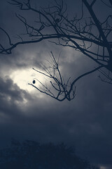 Backlit photograph of a tree on a cloudy day. Nature landscape.