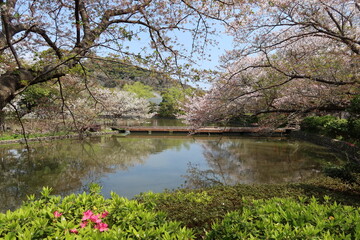Genji-ike Pond in the precincts of Tsuruoka-hachimangu Shrine in Kamakura City in Kanagawa...